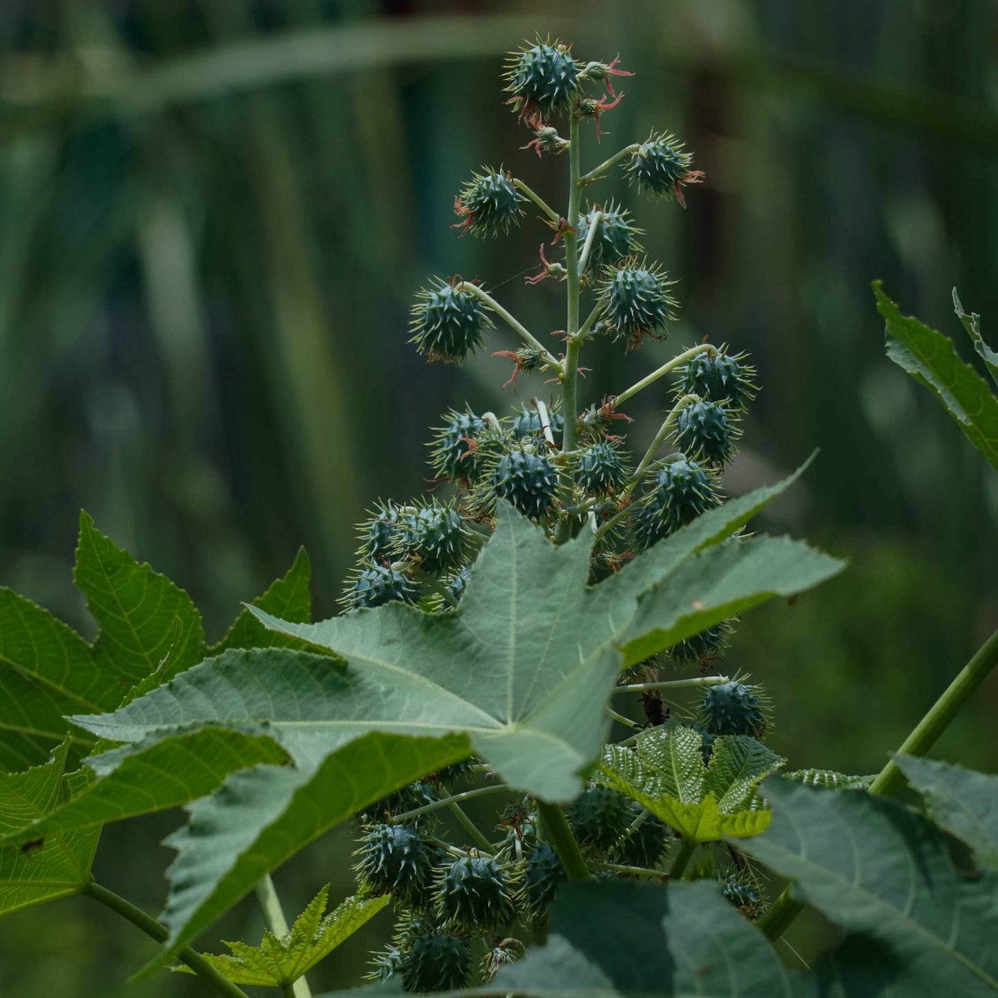 10Pcs Organic Castor Bean Seeds Pack
