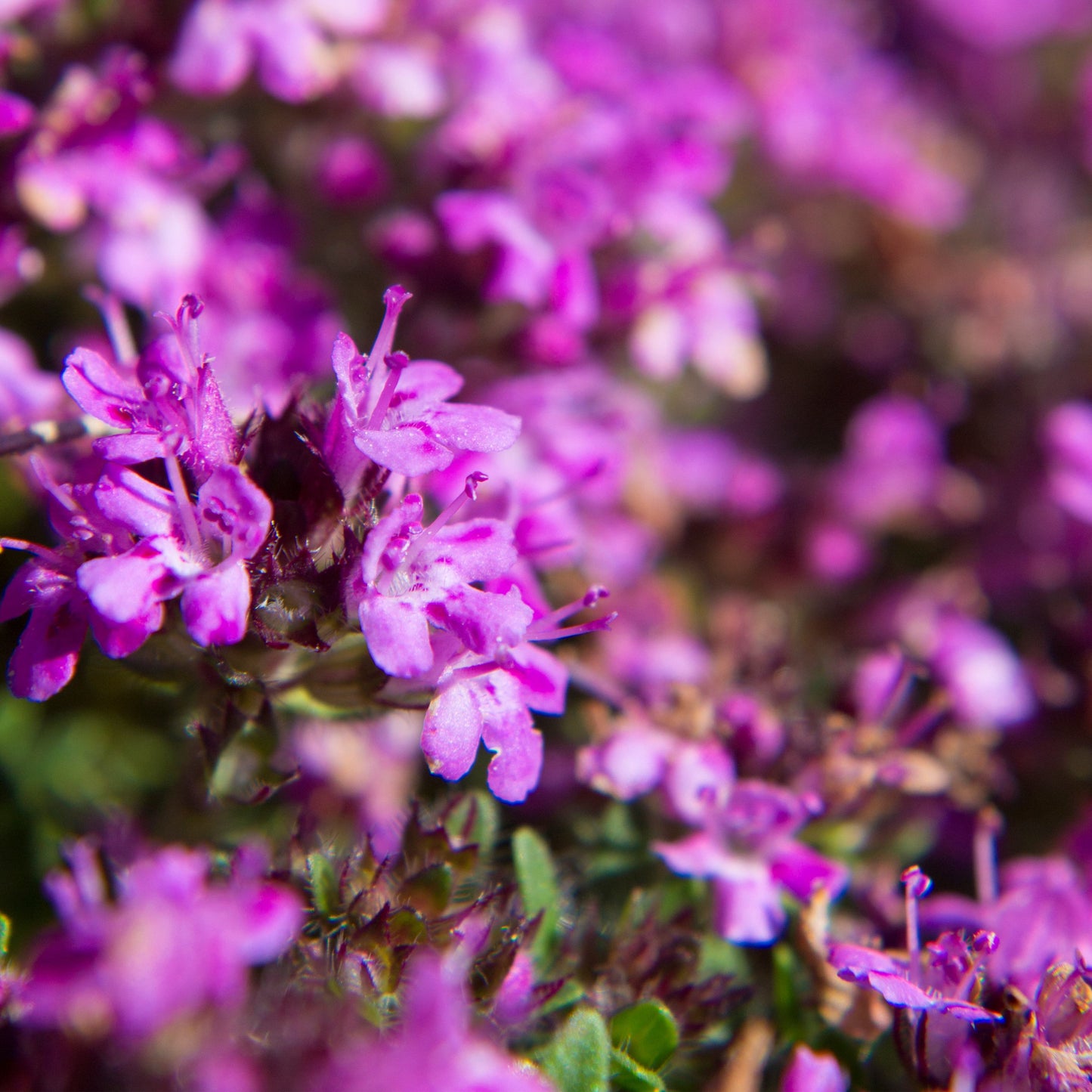 BULK 1,200 Creeping Thyme Magic Carpet Seeds (Thymus Serpyllum) Seeds