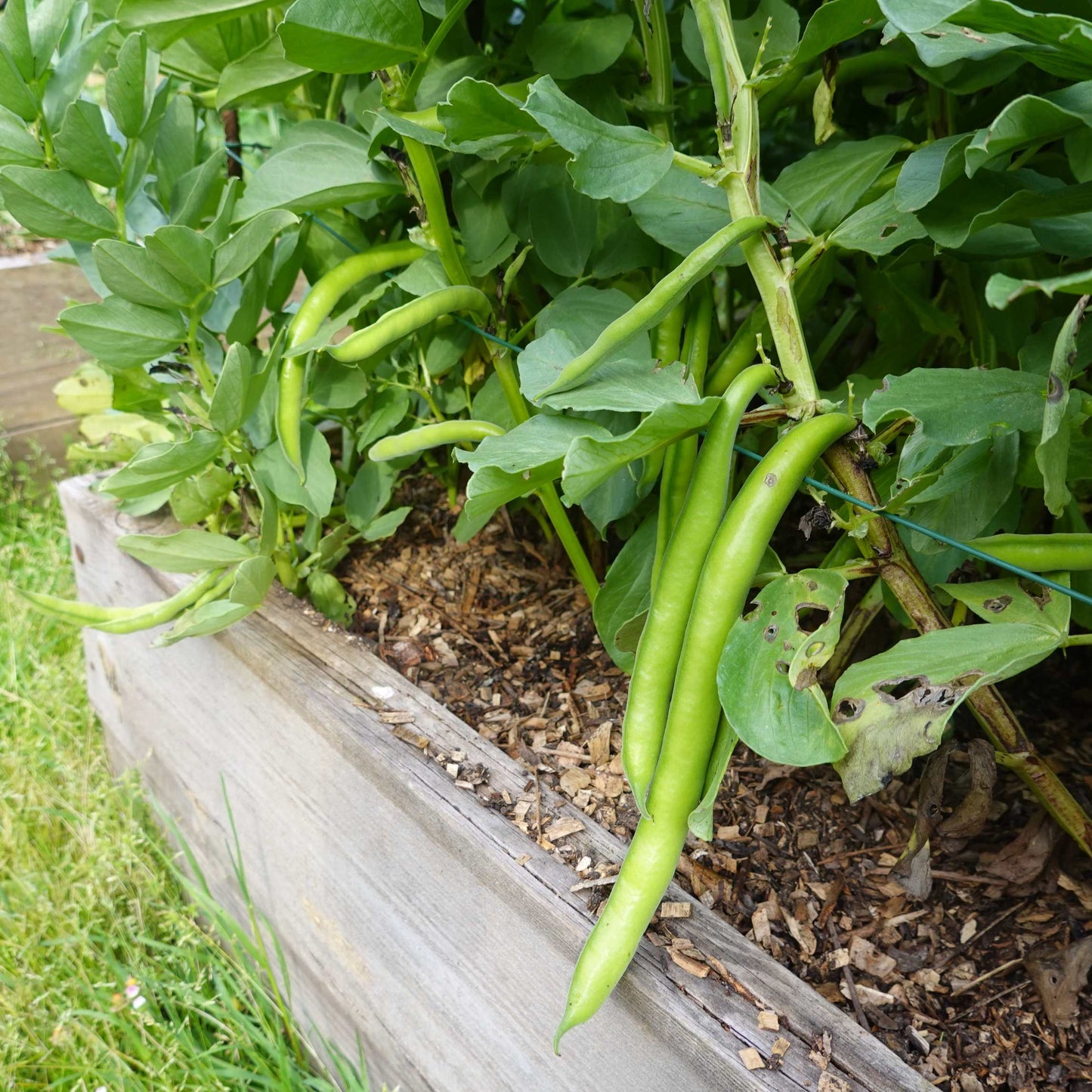 20Pcs Organic Pole Bean Vegetable Seeds