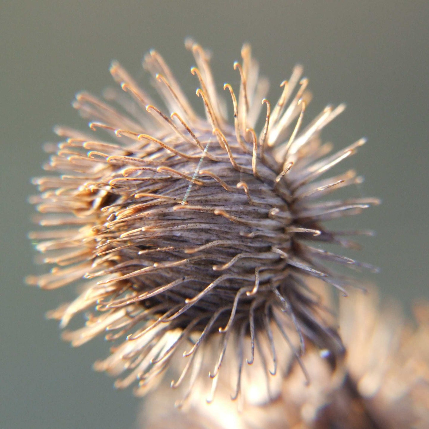 100Pcs Organic Burdock Seeds