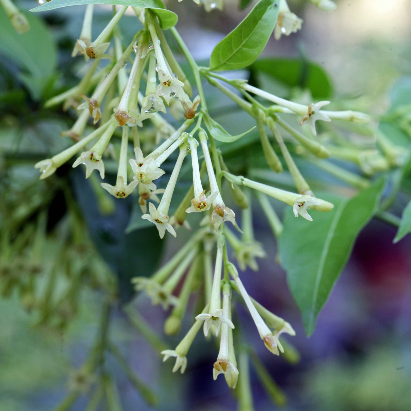 20pcs Night Blooming Jasmine Seeds