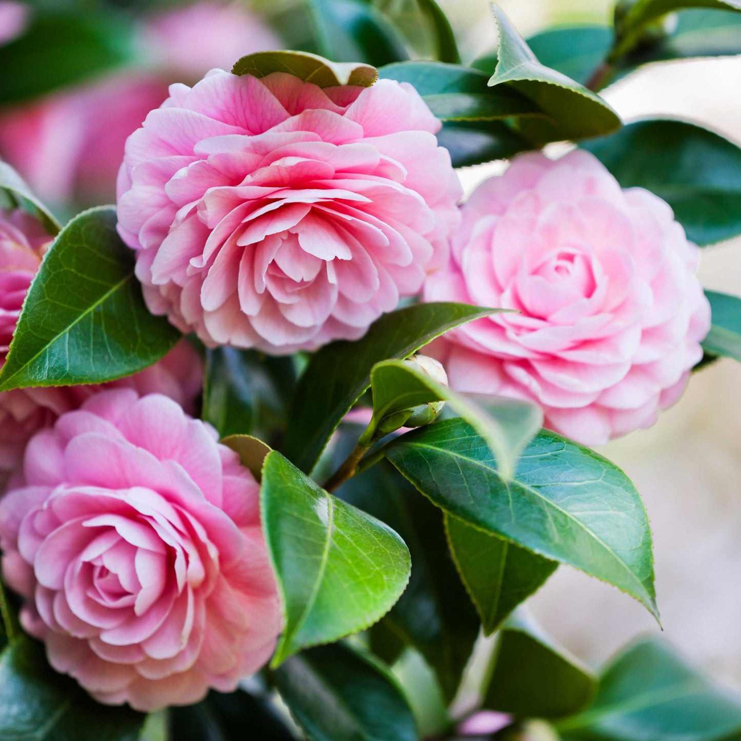 10Pcs Camellia Flower Seeds