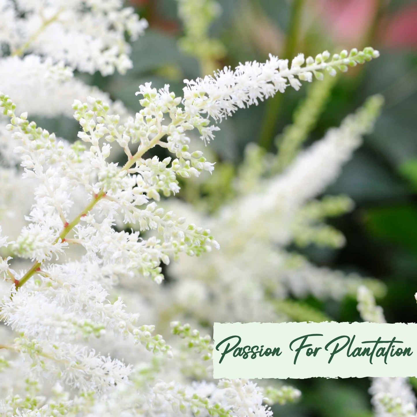 Astilbe Bunter Mix Flower Seeds (Astilbe Arendsii Bunter)