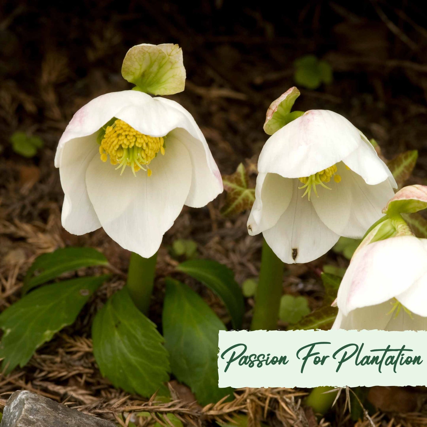 White Angel Christmas Rose (Helleborus Niger) Flower Seeds