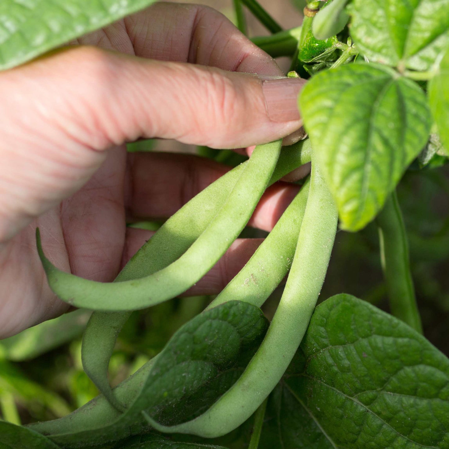 Organic Black Bean Seeds Pack