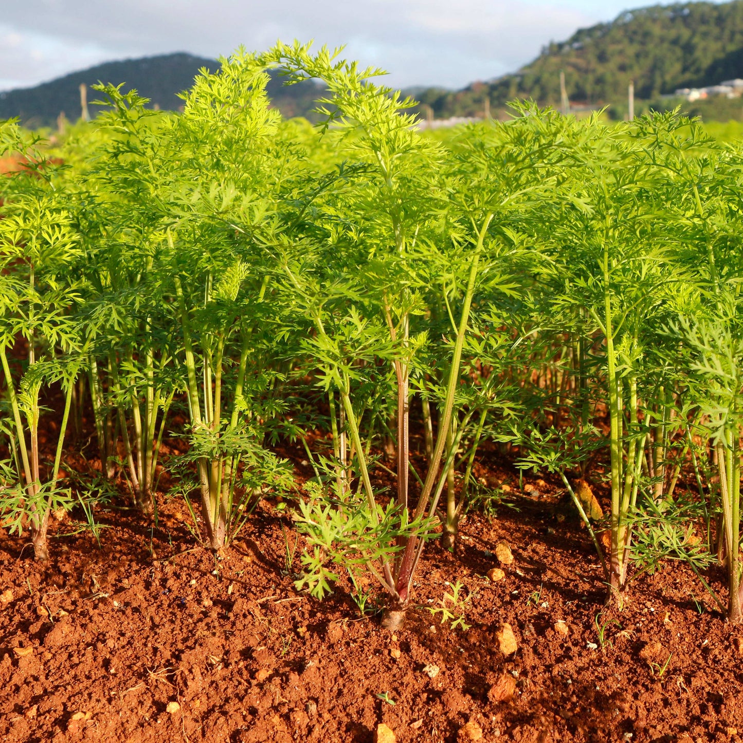 100Pcs Organic Carrot (Daucus carota) Seeds