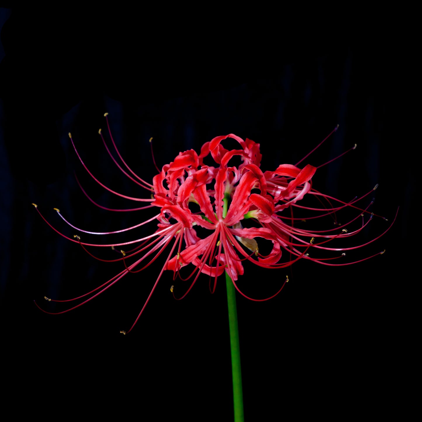 Japanese Red Spider Lily / Higanbana Flower Seeds
