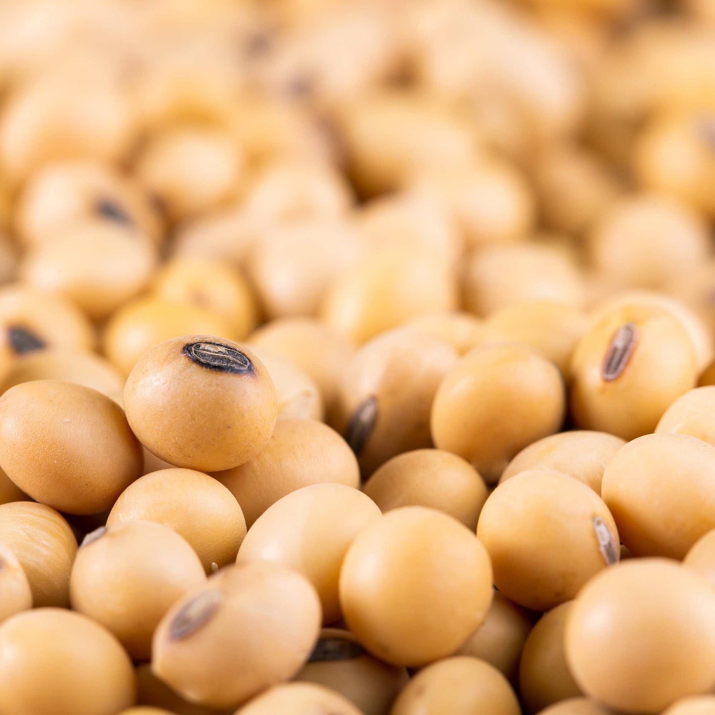 20Pcs Organic Non-GMO Soybean Seeds Pack