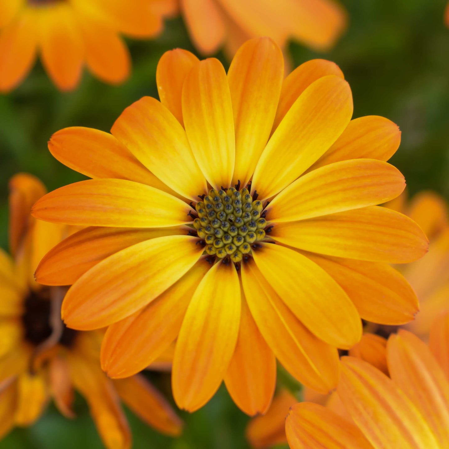 100Pcs Organic Calendula Flower Seeds Pack