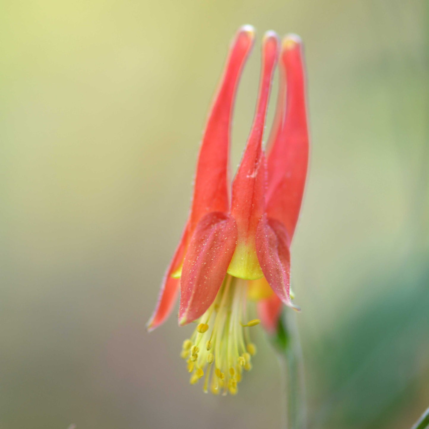 100Pcs Wild Columbine Flower Seeds