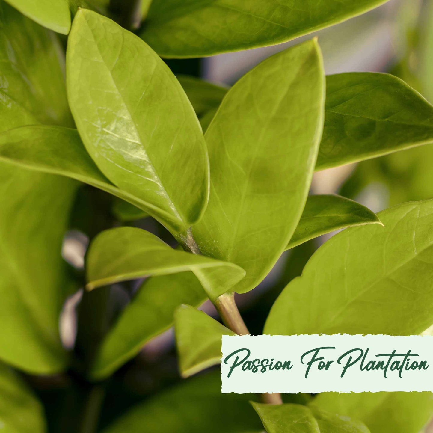 50Pcs Money Tree Plant Seeds (Zamioculcas zamiifolia)