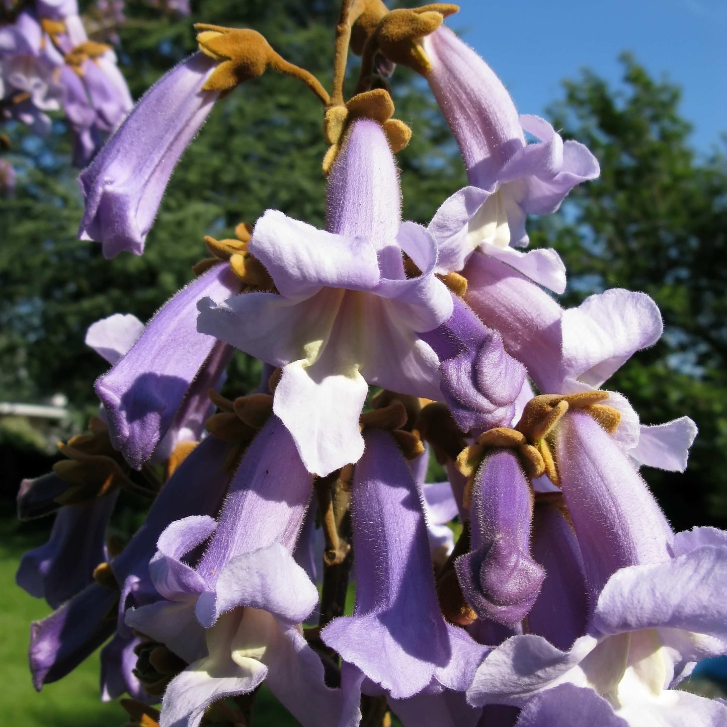 100Pcs Royal Empress Tree Seeds (Paulownia tomentosa), Flower Seeds