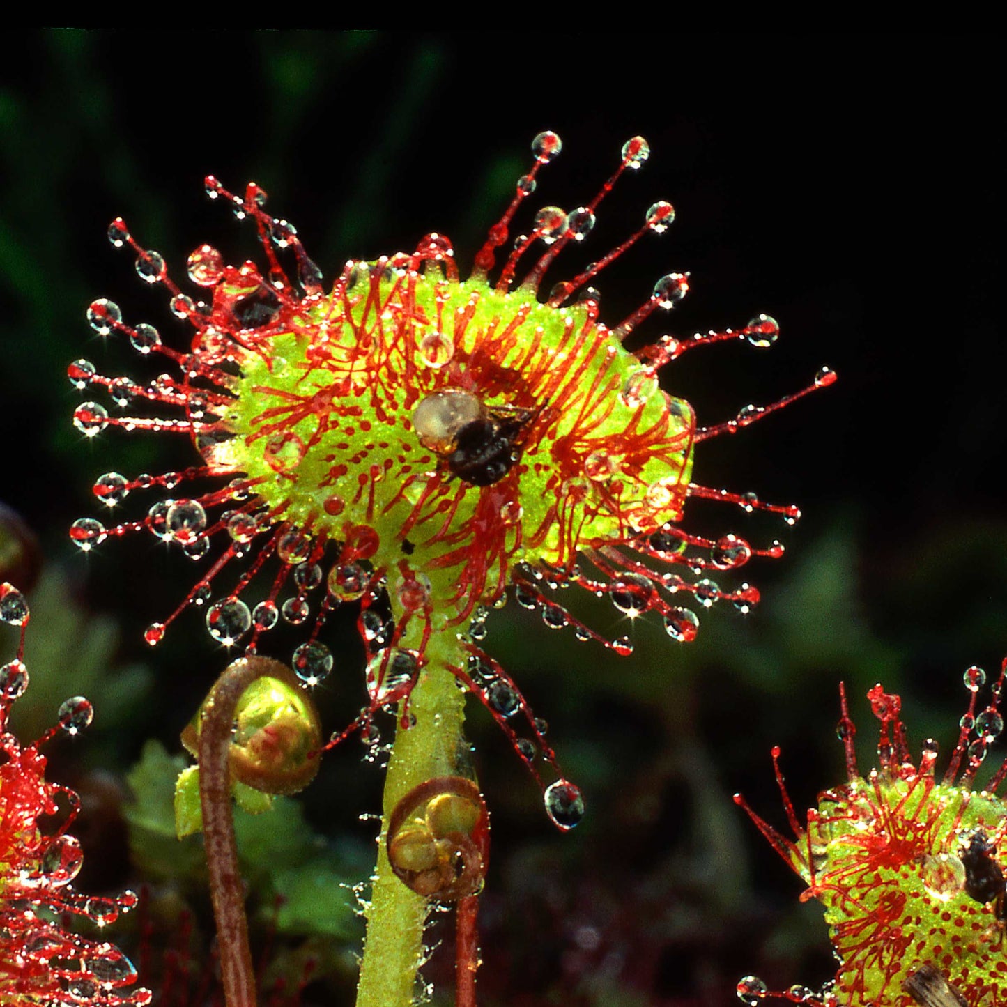 50Pcs Carnivorous Sundew Plant Drosera Flower Seed