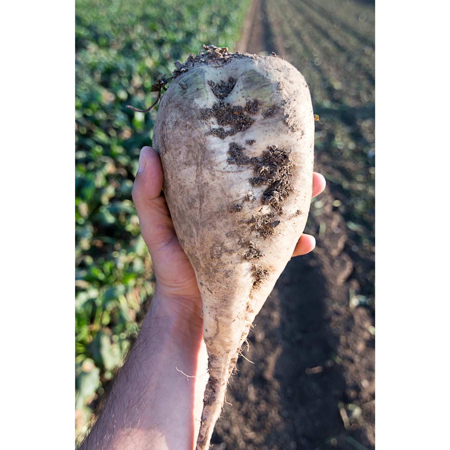 50Pcs Organic Sugar Beet Seeds Pack