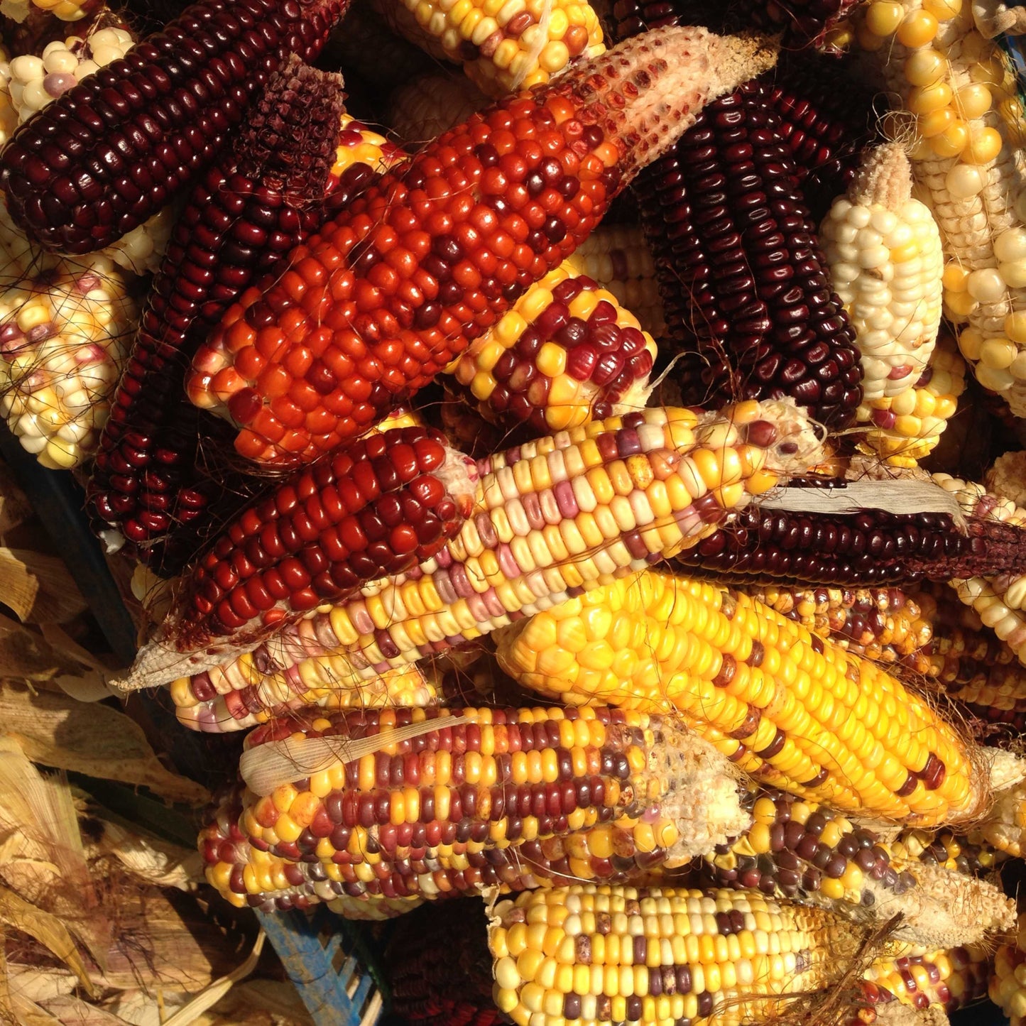 20pcs Sweet Rainbow Corn Seeds