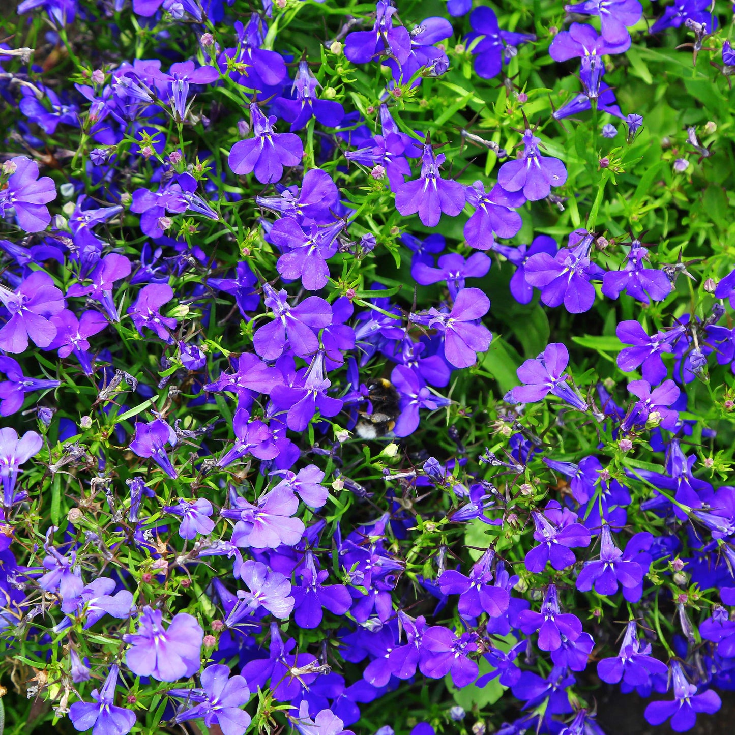 100Pcs Lobelia Seeds