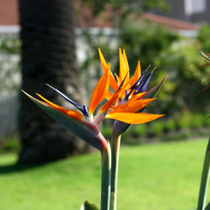 Strelitzia Reginae (Birds of Paradise) Flower Seeds