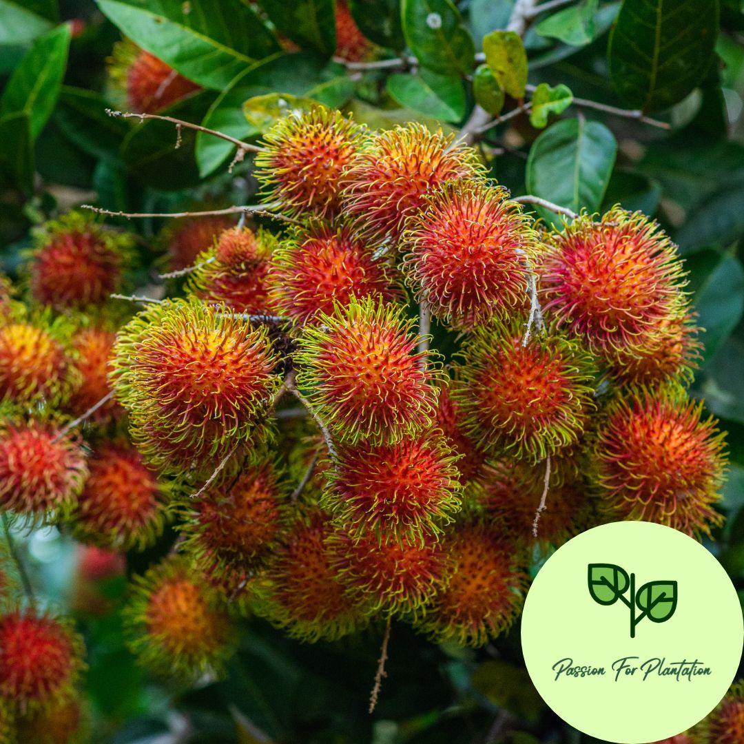 5Pcs Exotic Rambutan Fruit Seeds