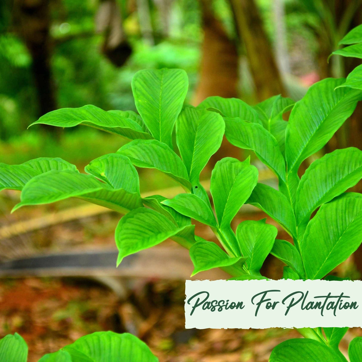 20Pcs Organic Yam (Dioscorea) Vegetable Seeds