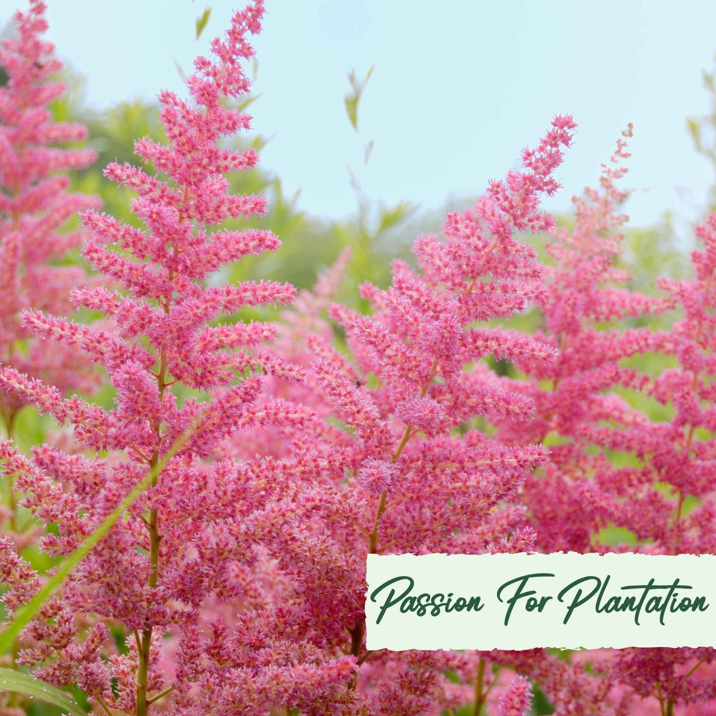 Astilbe Bunter Mix Flower Seeds (Astilbe Arendsii Bunter)