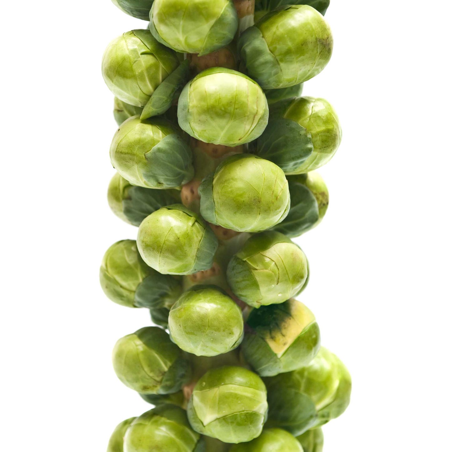 50Pcs Organic Brussels Sprout Seeds