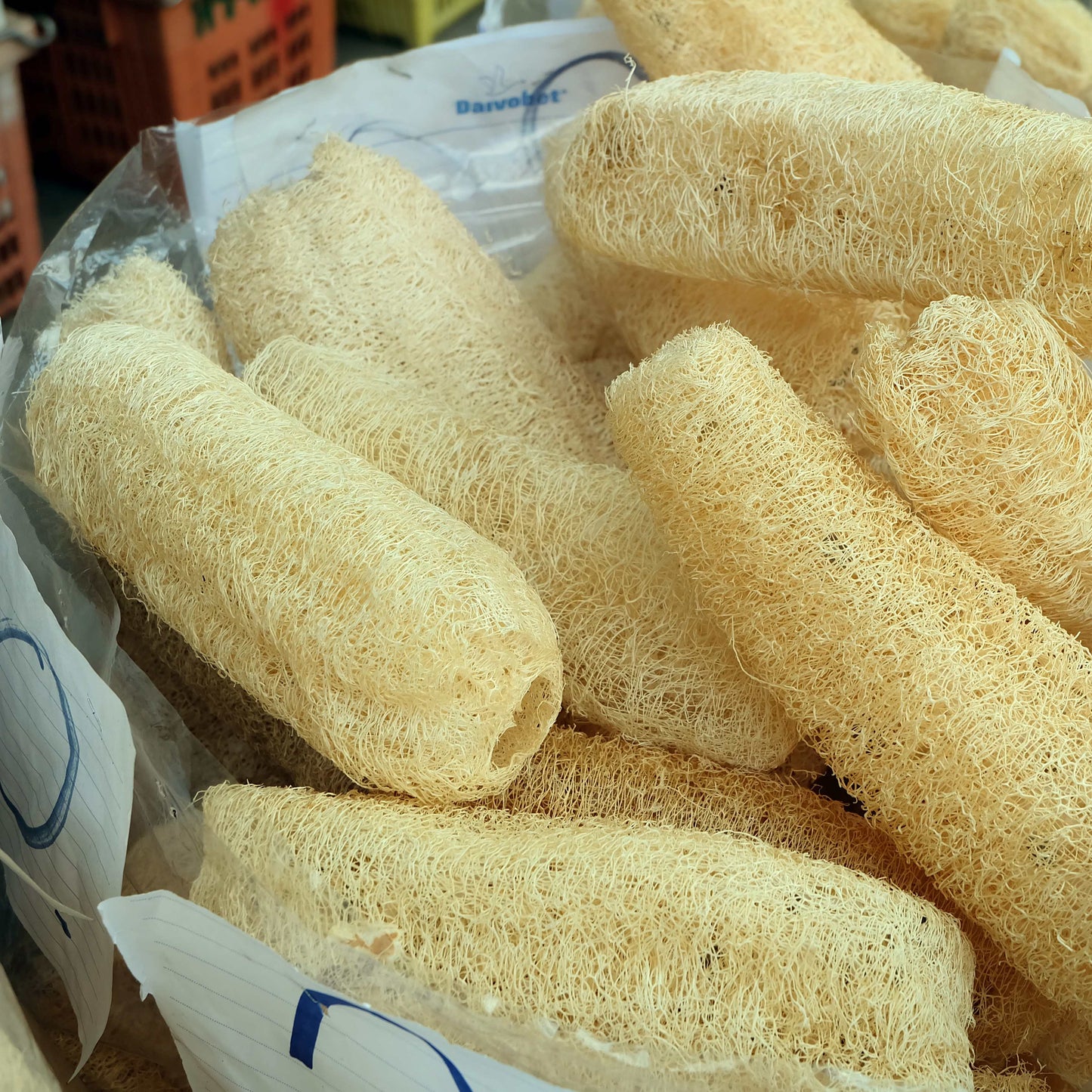10Pcs Luffa Seeds
