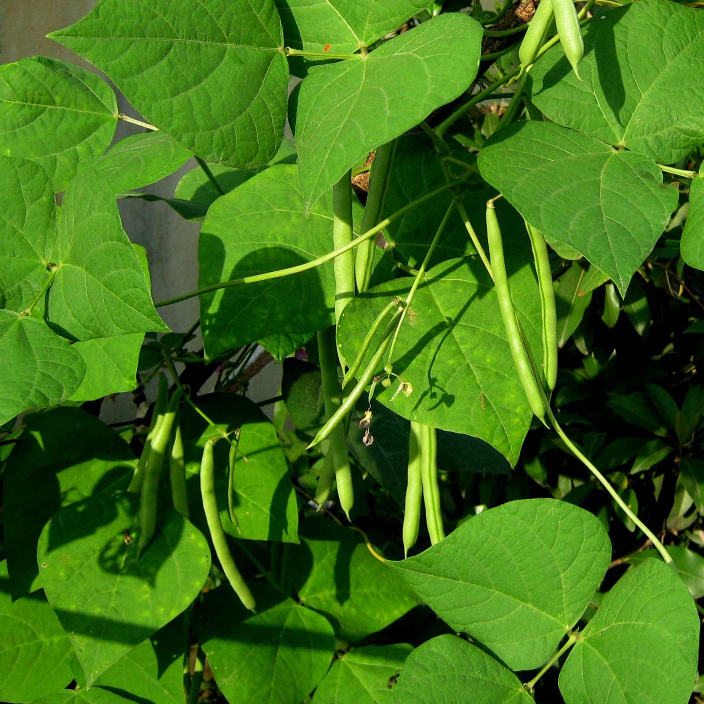 Organic Black Bean Seeds Pack