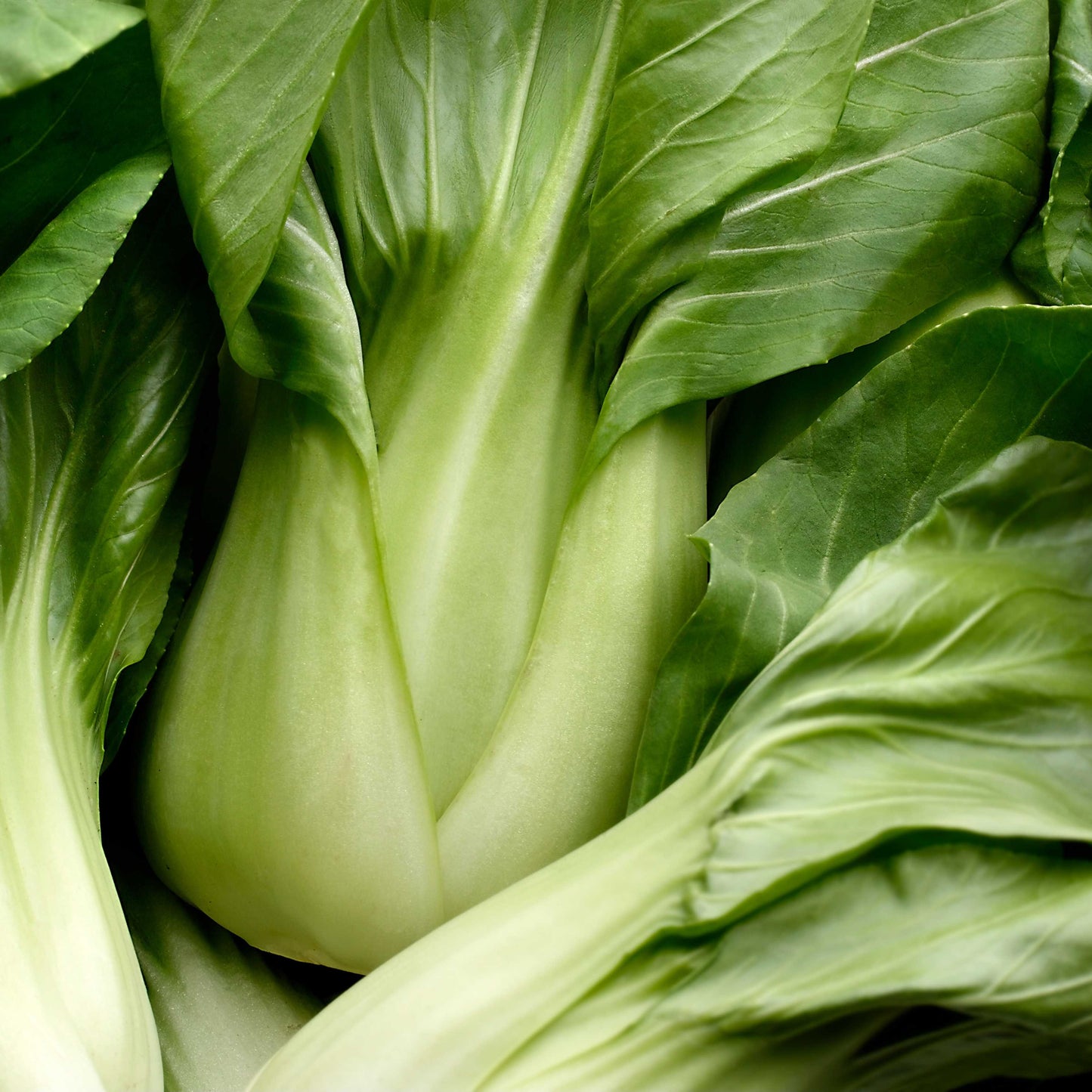 100Pcs Organic Bok Choy Seeds