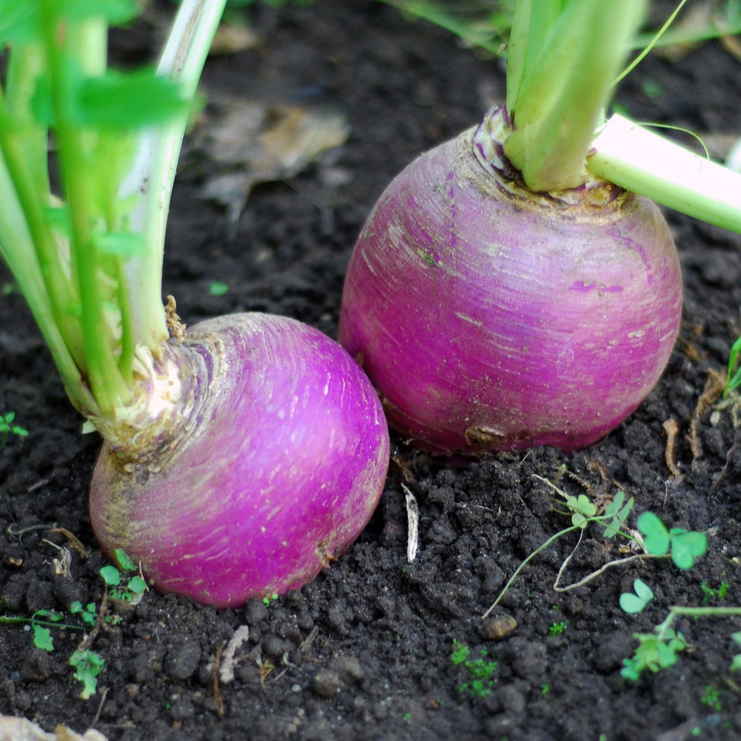 100Pcs Organic Turnip Seeds Pack