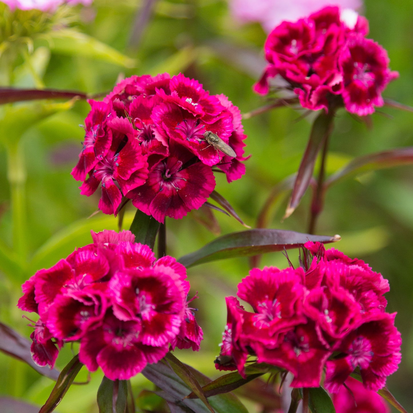 100Pcs Mixed Multicolor Sweet William Flower Seeds