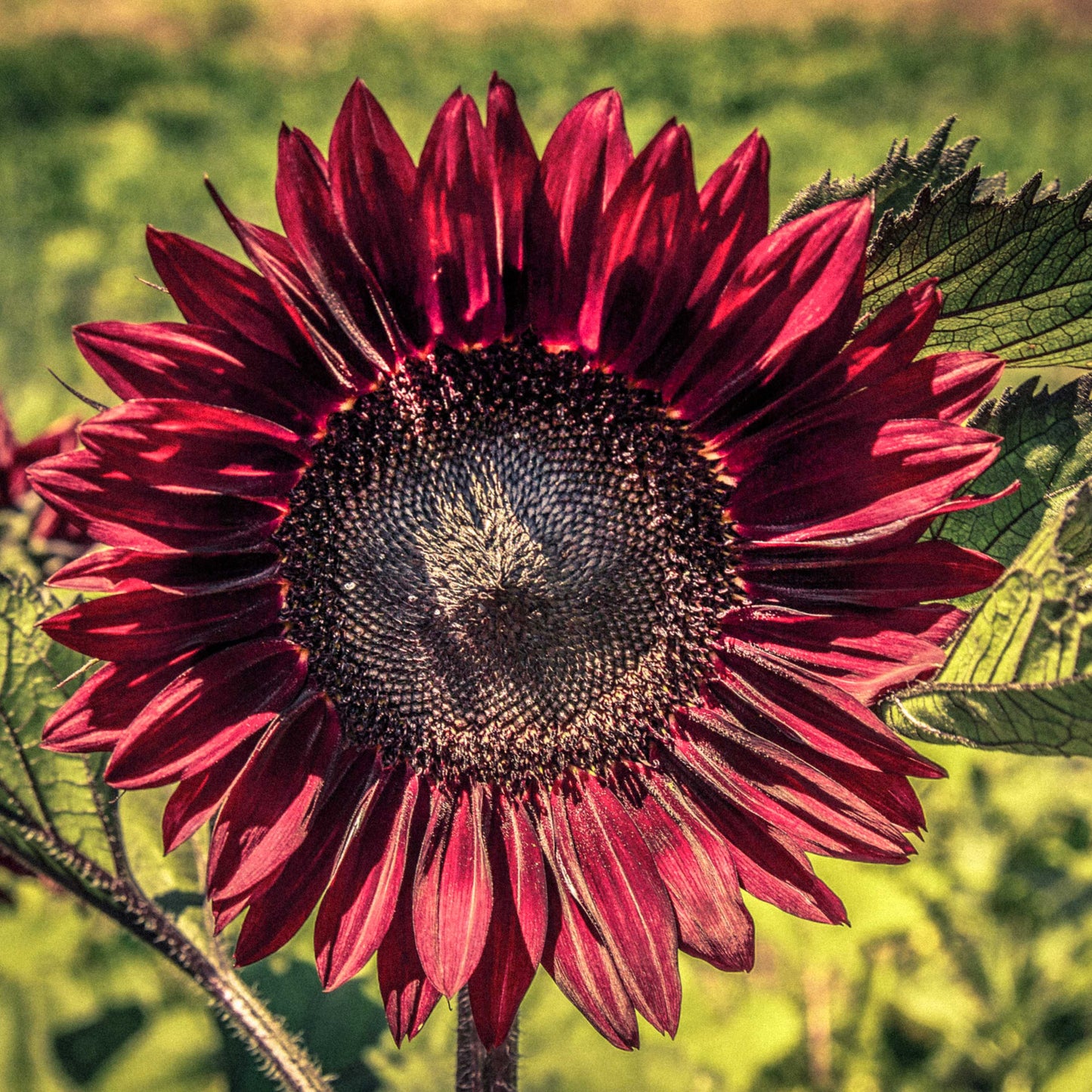 20Pcs Red Sunflower Seeds