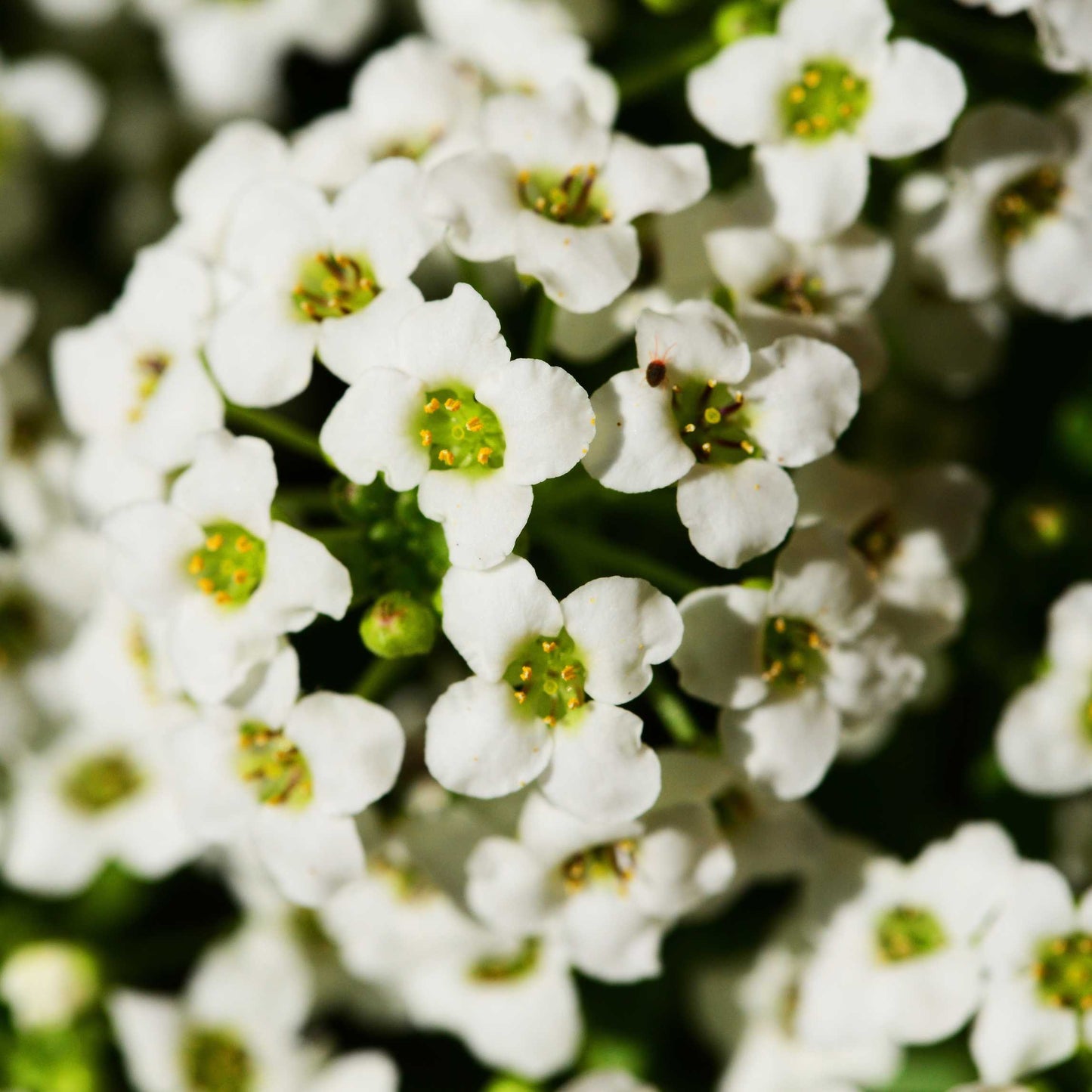 100Pcs Alyssum Flower Seeds Pack