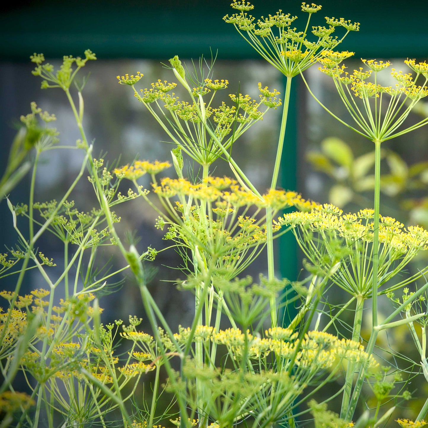 Organic Dill Seeds