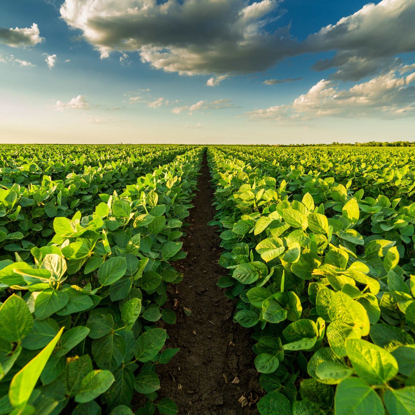 20Pcs Organic Non-GMO Soybean Seeds Pack