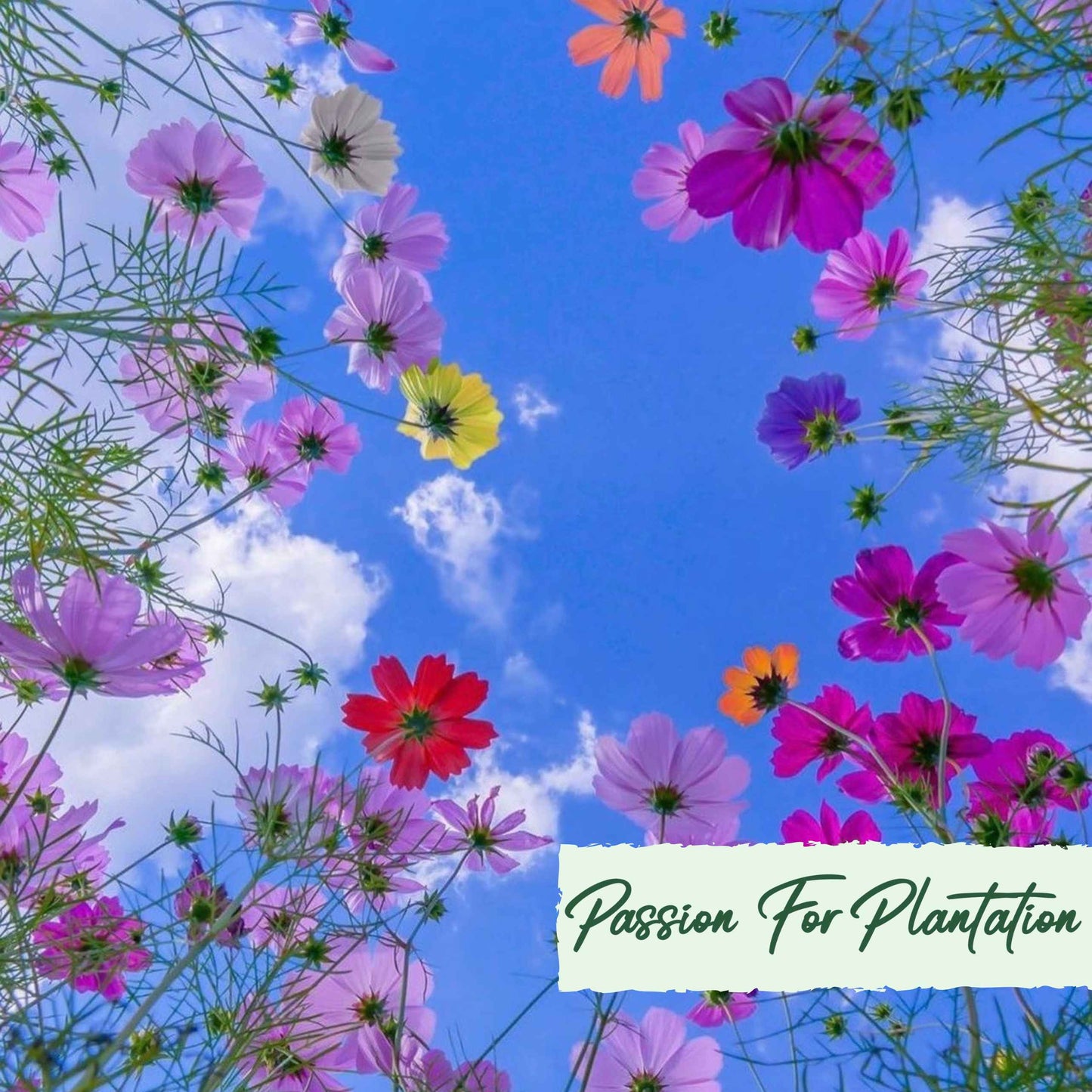 500Pcs Bulk Vibrant Fresh Wildflower Seeds Pack