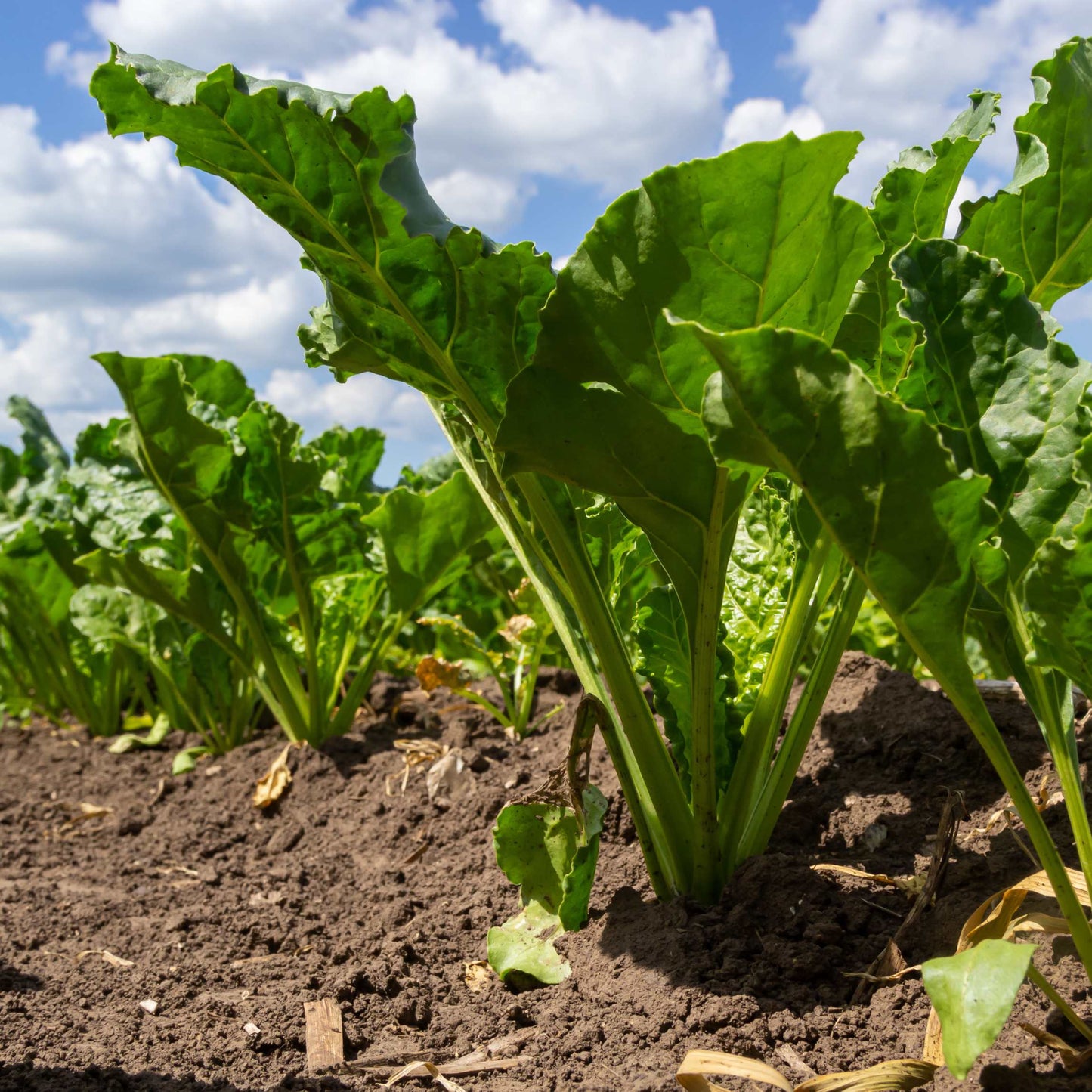 50Pcs Organic Sugar Beet Seeds Pack