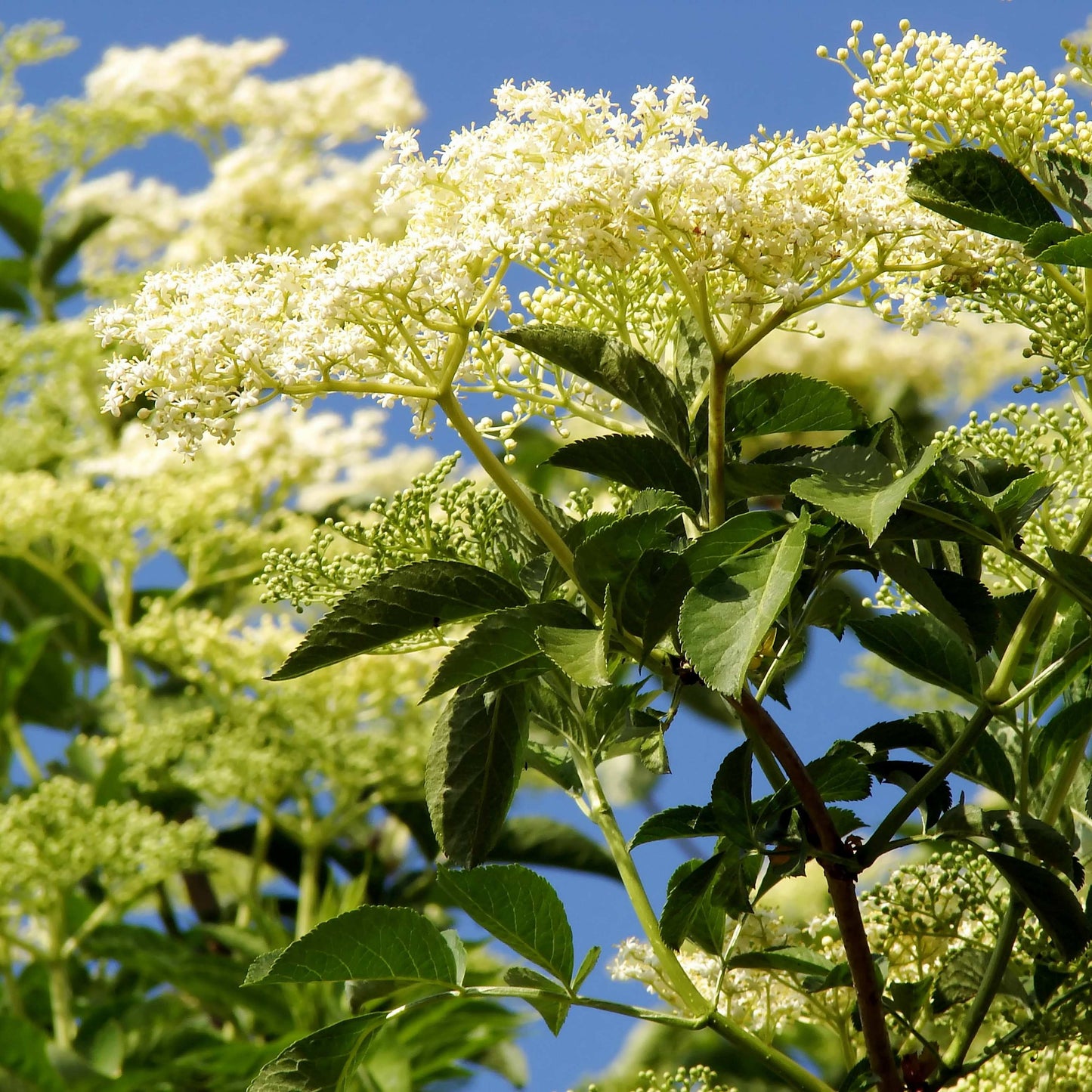 20Pcs Elderberry (Sambucus canadensis) Seeds