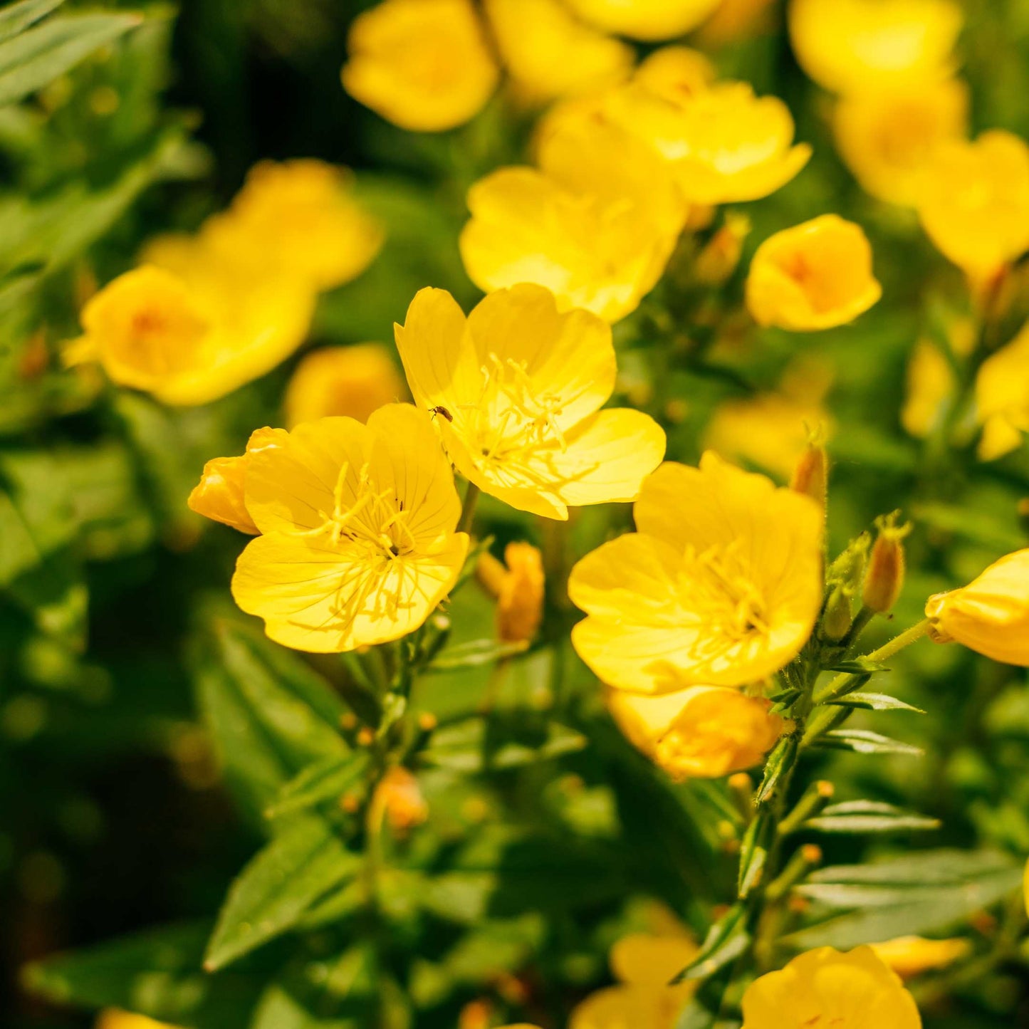 100Pcs Evening Primrose Flower Seeds Pack