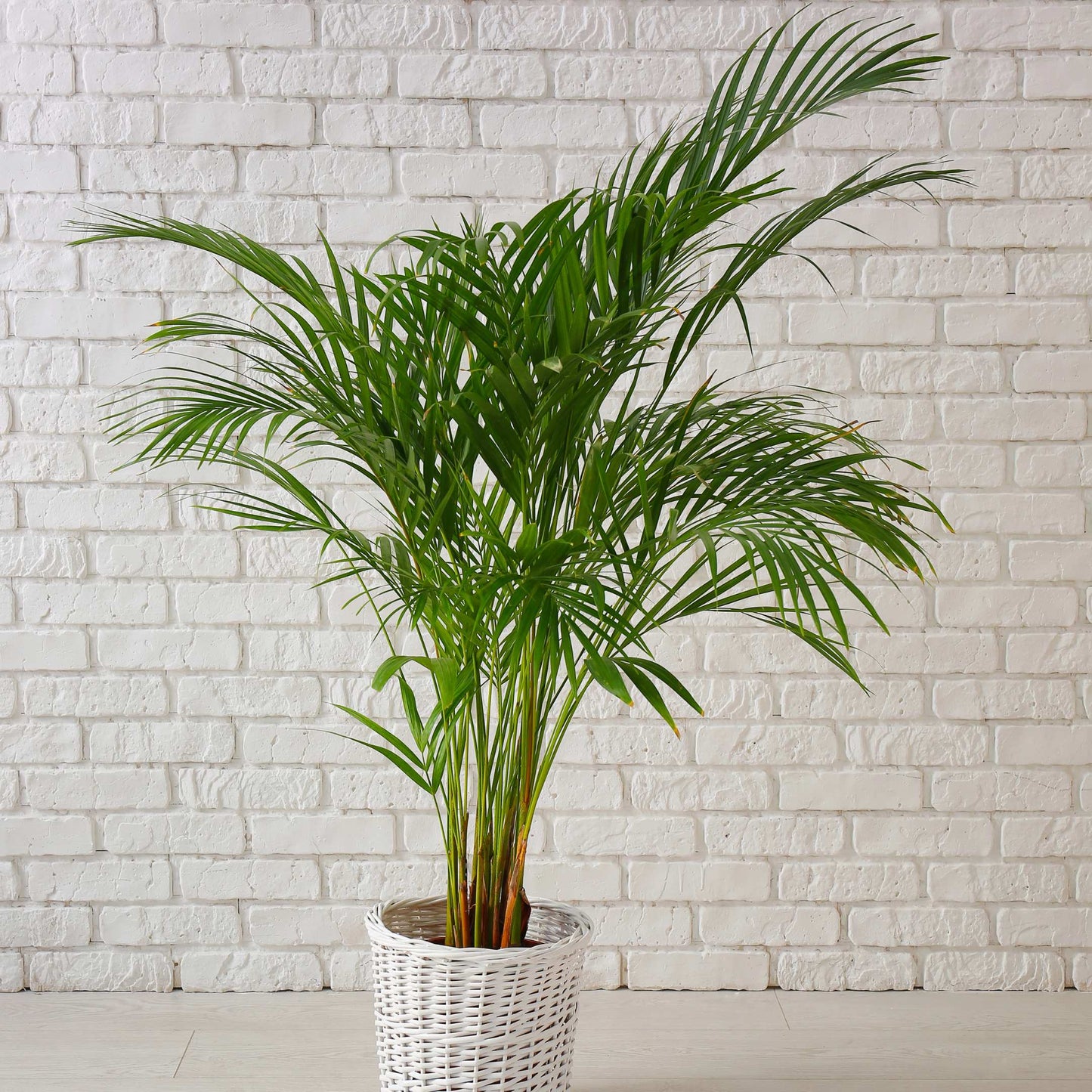 20Pcs Areca Palm Tree Seeds