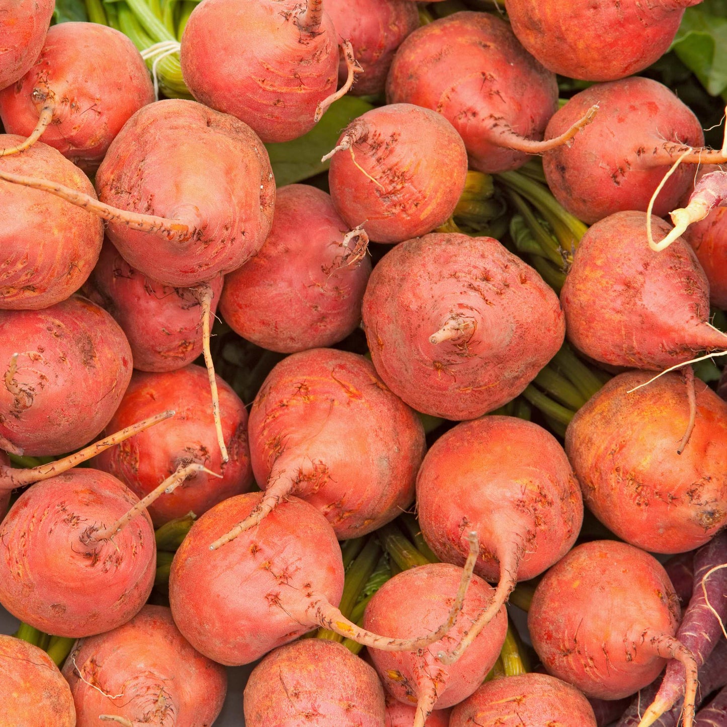 50Pcs Organic Golden Beetroot Seeds Pack