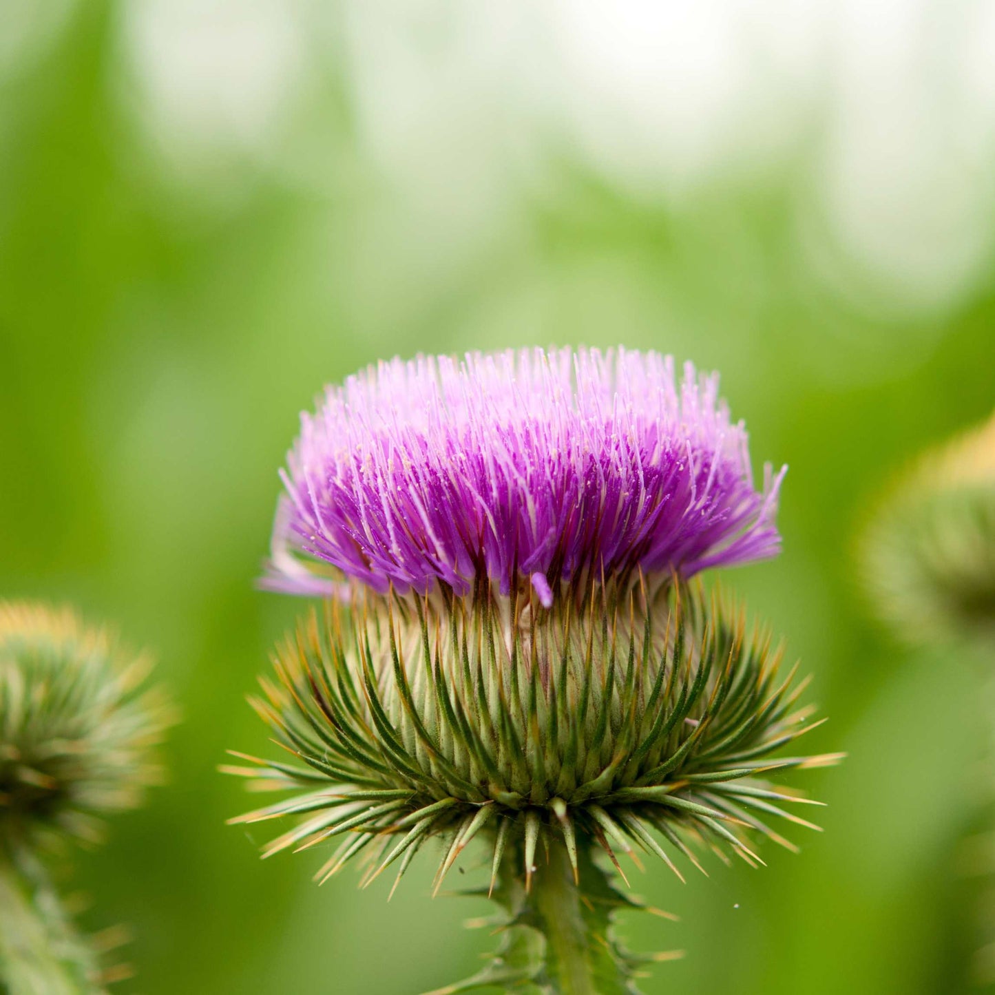 100Pcs Organic Burdock Seeds