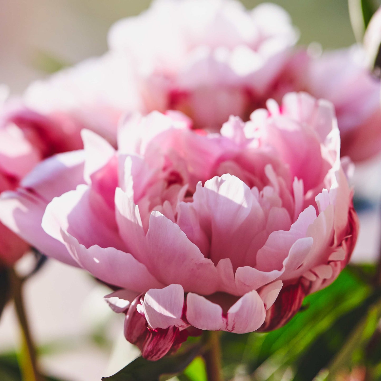 10Pcs Peony Flower Seeds, Attracts Bees and Butterflies, Honey Bee Flower