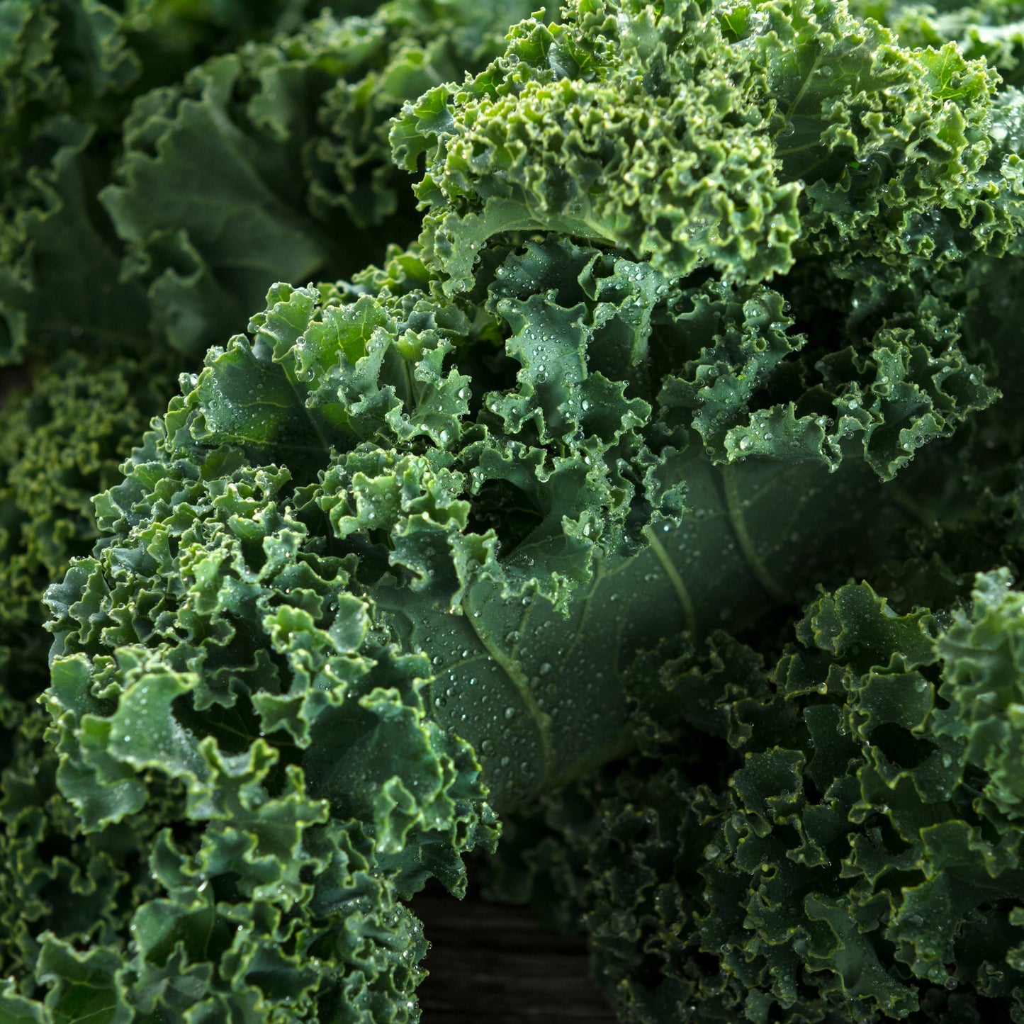 100Pcs Organic Kale Plant Seeds