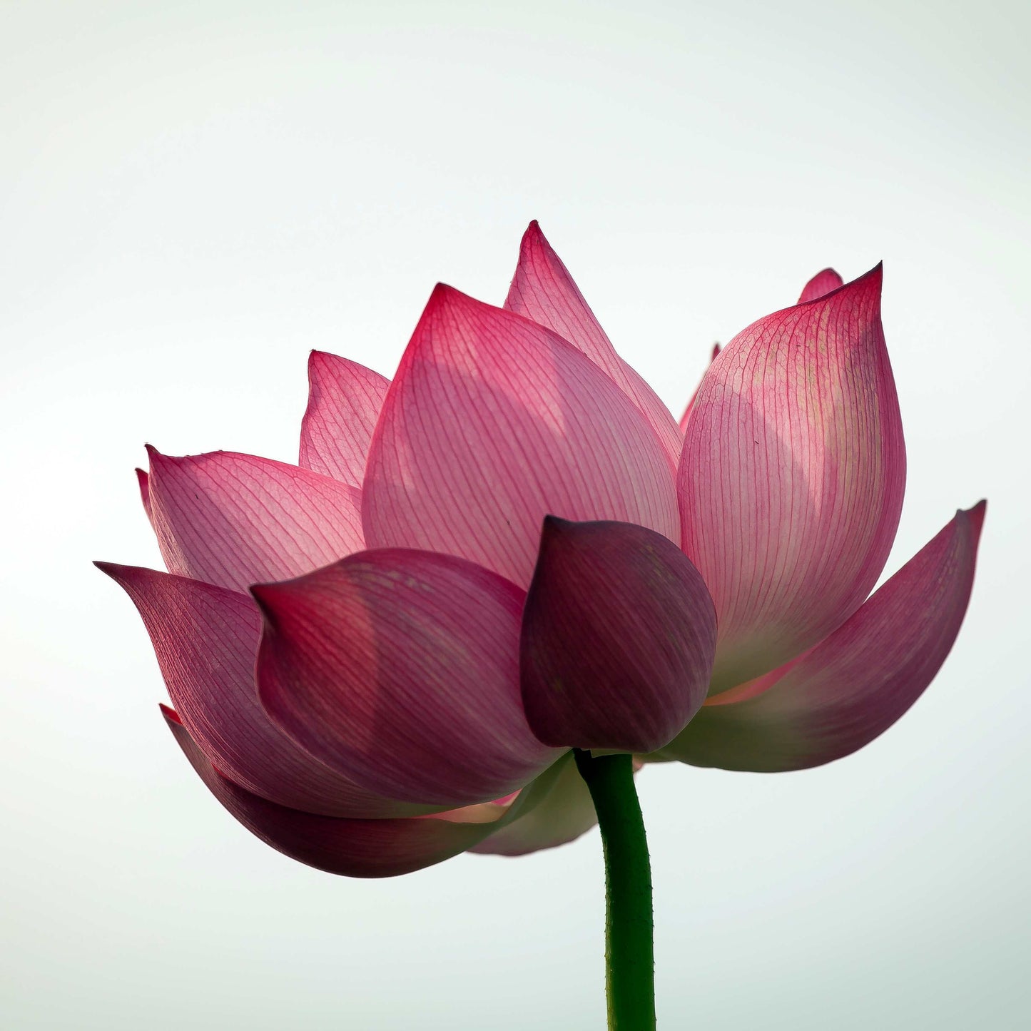 5 PINK LOTUS Flower Seeds