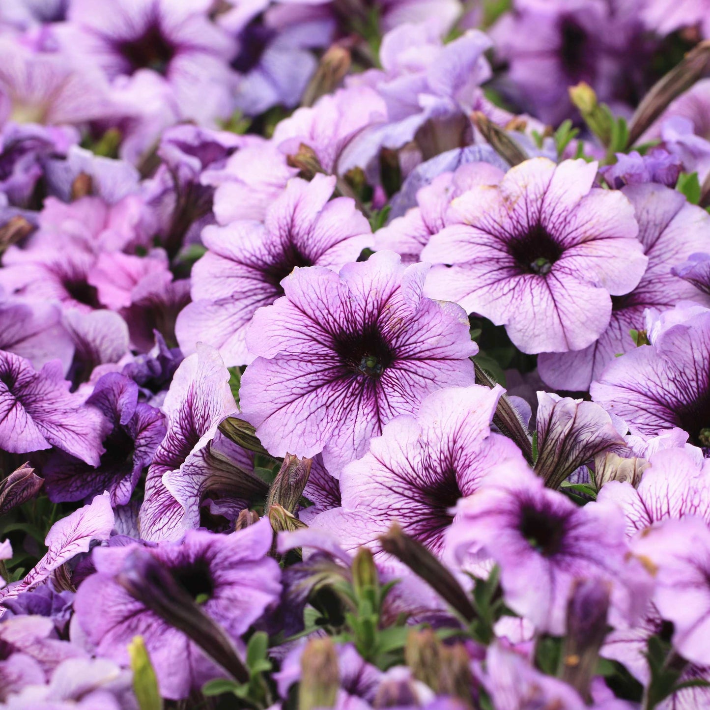 100Pcs Mix Color Morning Glory Flower Seeds