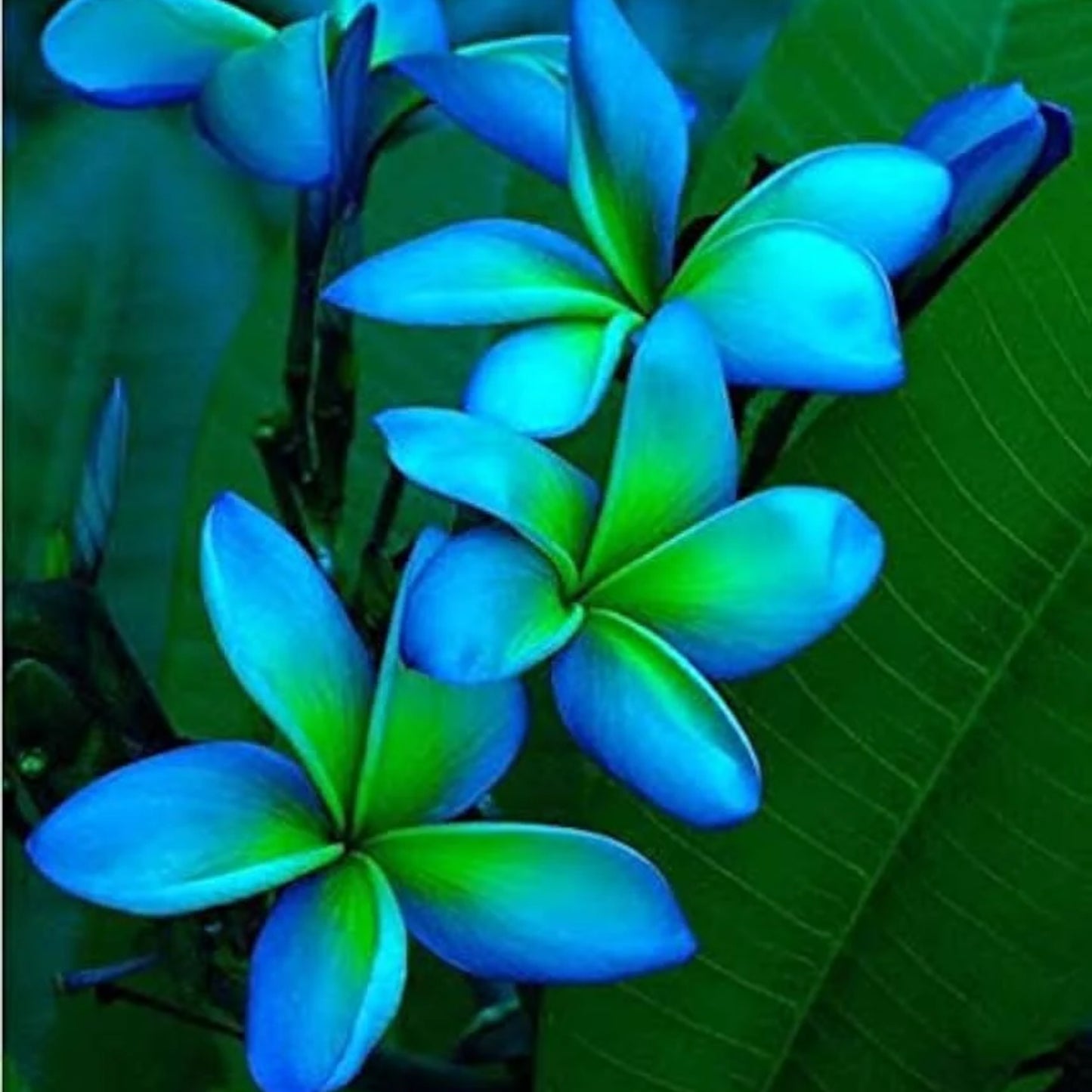 50 Plumeria Rubra Frangipani Seeds (Multi-Color)