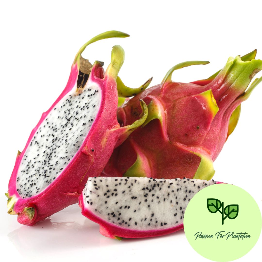 100Pcs Dragon Fruit Seeds