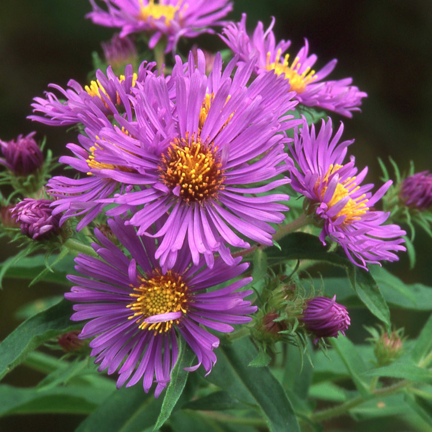 20Pcs Aster Flower Seeds