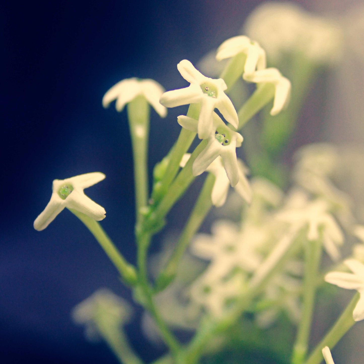 20pcs Night Blooming Jasmine Seeds