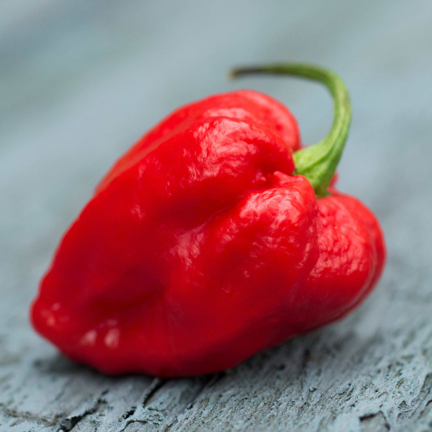 100Pcs Carolina Reaper Pepper Seeds
